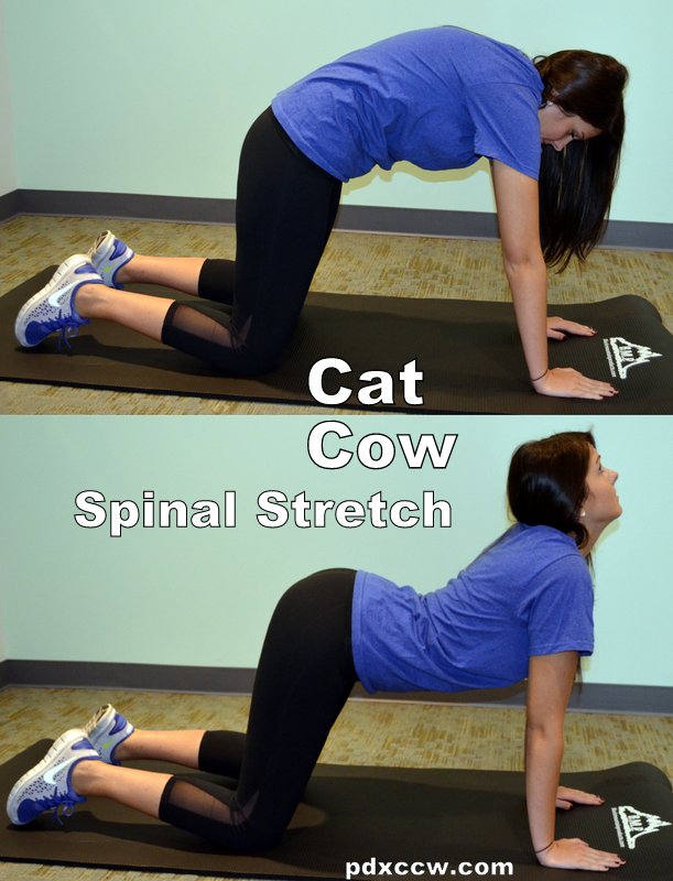 cat cow exercise pinterest - Cascade Chiropractic & Wellness